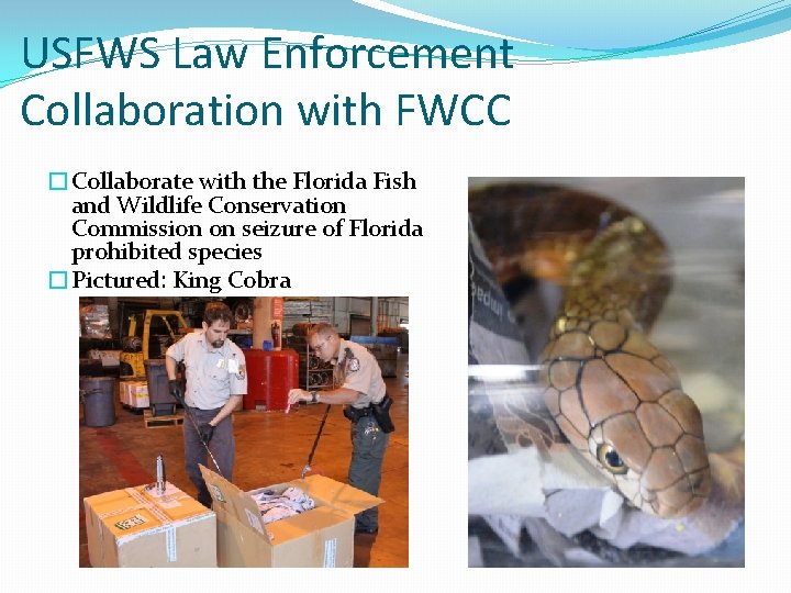 USFWS Law Enforcement Collaboration with FWCC �Collaborate with the Florida Fish and Wildlife Conservation