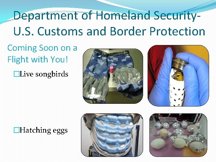 Department of Homeland Security. U. S. Customs and Border Protection Coming Soon on a