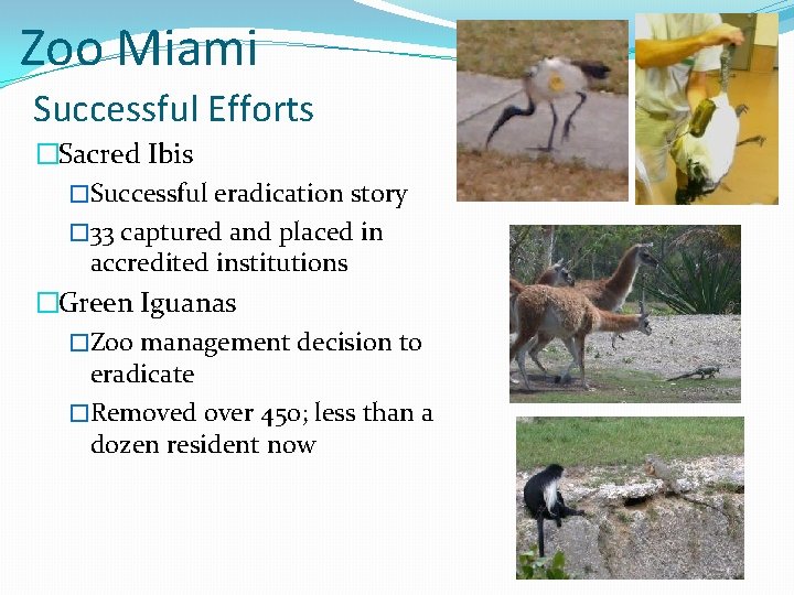 Zoo Miami Successful Efforts �Sacred Ibis �Successful eradication story � 33 captured and placed