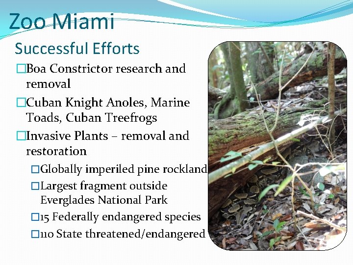 Zoo Miami Successful Efforts �Boa Constrictor research and removal �Cuban Knight Anoles, Marine Toads,
