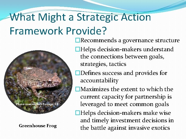 What Might a Strategic Action Framework Provide? Photo courtesy Bob Fewster, UF Greenhouse Frog