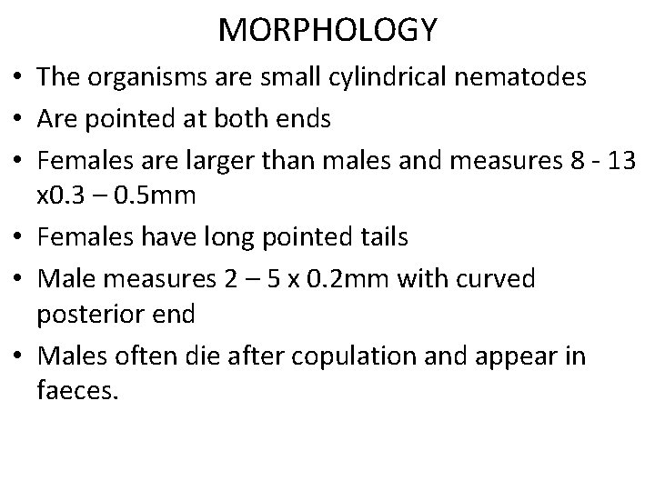 MORPHOLOGY • The organisms are small cylindrical nematodes • Are pointed at both ends