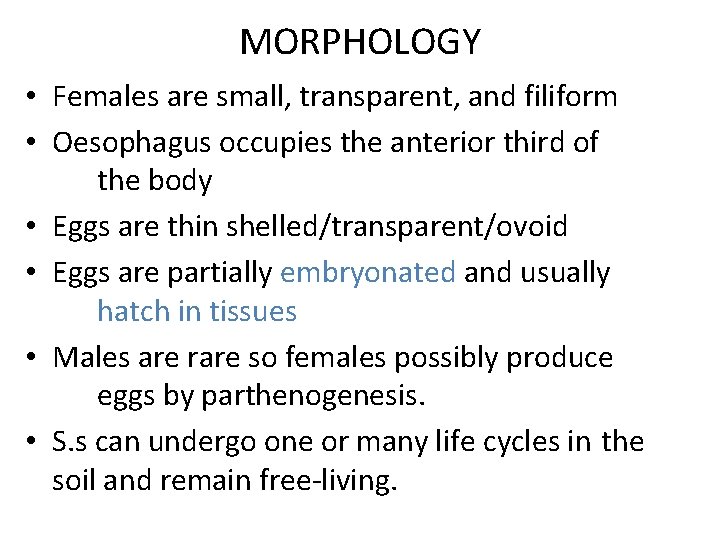MORPHOLOGY • Females are small, transparent, and filiform • Oesophagus occupies the anterior third