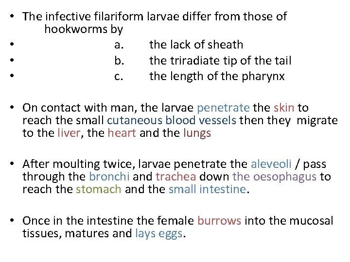  • The infective filariform larvae differ from those of hookworms by • a.