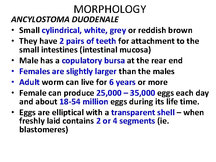 MORPHOLOGY ANCYLOSTOMA DUODENALE • Small cylindrical, white, grey or reddish brown • They have