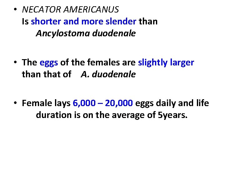  • NECATOR AMERICANUS Is shorter and more slender than Ancylostoma duodenale • The