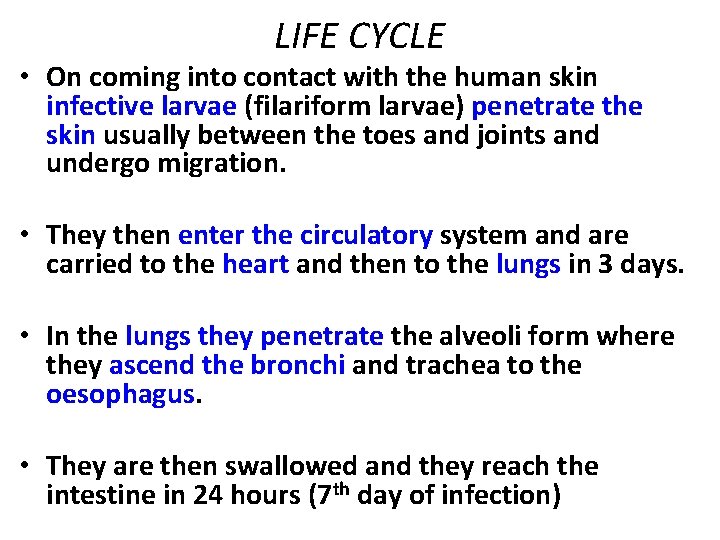 LIFE CYCLE • On coming into contact with the human skin infective larvae (filariform