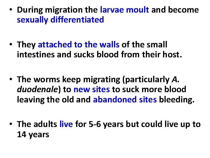  • During migration the larvae moult and become sexually differentiated • They attached