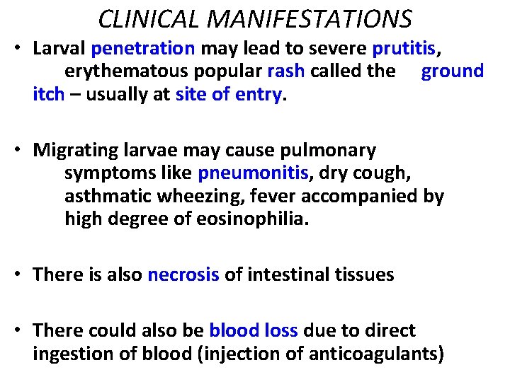 CLINICAL MANIFESTATIONS • Larval penetration may lead to severe prutitis, erythematous popular rash called