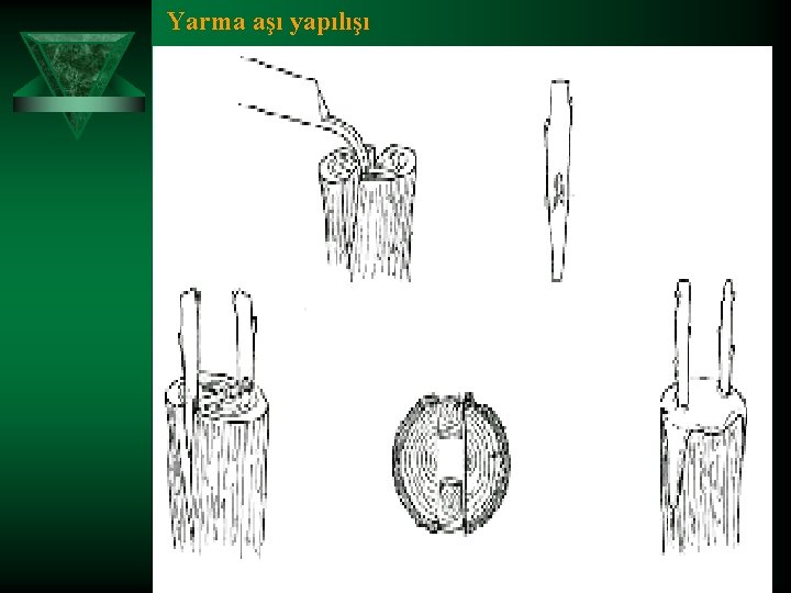 Yarma aşı yapılışı 