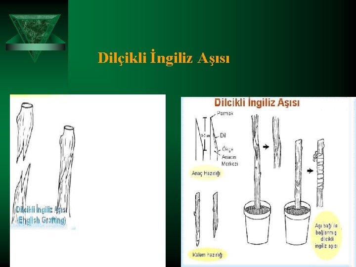 Dilçikli İngiliz Aşısı 