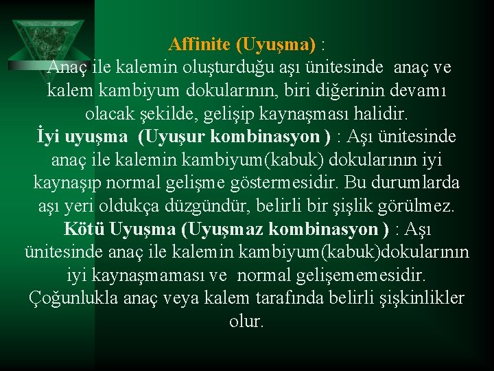 Affinite (Uyuşma) : Anaç ile kalemin oluşturduğu aşı ünitesinde anaç ve kalem kambiyum dokularının,