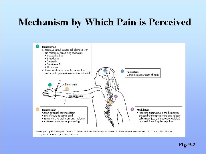 Mechanism by Which Pain is Perceived Fig. 9 -2 