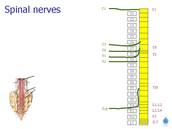 Spinal nerves C 1 C 1 C 2 C 3 C 4 C 5