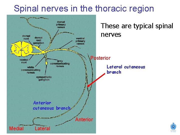 Spinal nerves in the thoracic region These are typical spinal nerves Posterior Lateral cutaneous