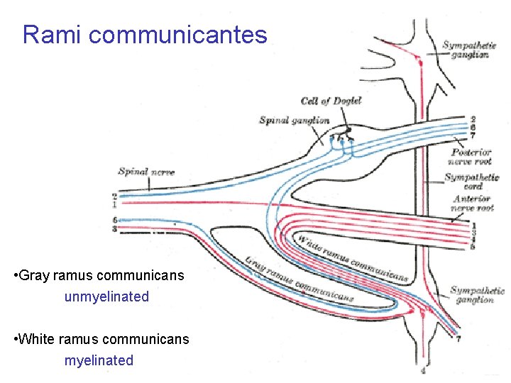 Rami communicantes • Gray ramus communicans unmyelinated • White ramus communicans myelinated 