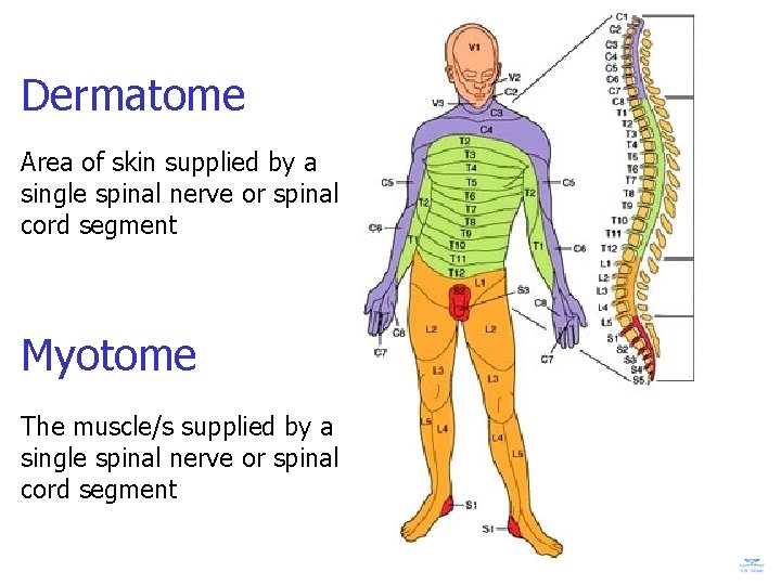 Dermatome Area of skin supplied by a single spinal nerve or spinal cord segment