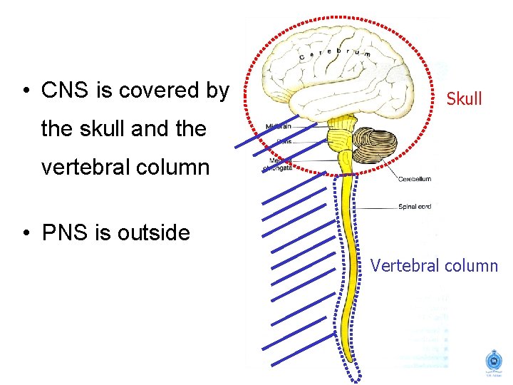  • CNS is covered by Skull the skull and the vertebral column •