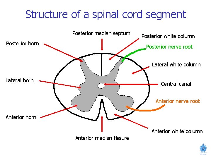 Structure of a spinal cord segment Posterior median septum Posterior horn Posterior white column