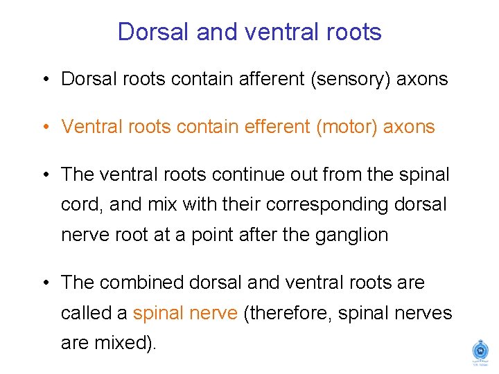 Dorsal and ventral roots • Dorsal roots contain afferent (sensory) axons • Ventral roots