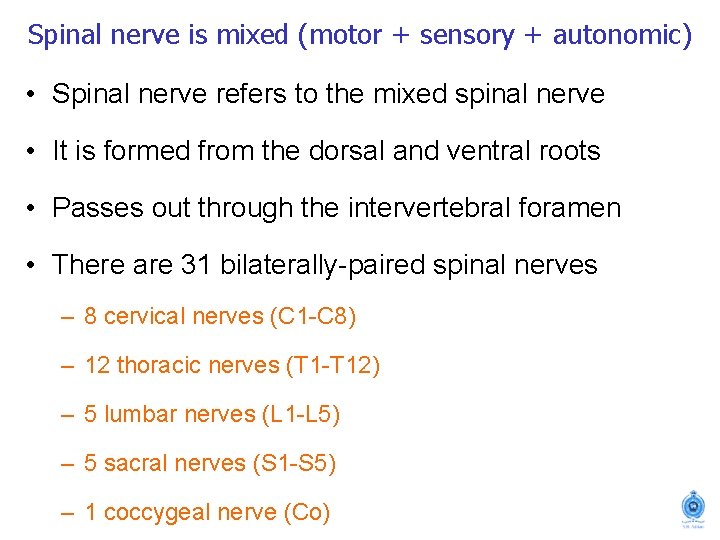 Spinal nerve is mixed (motor + sensory + autonomic) • Spinal nerve refers to