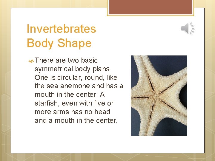 Invertebrates Body Shape There are two basic symmetrical body plans. One is circular, round,