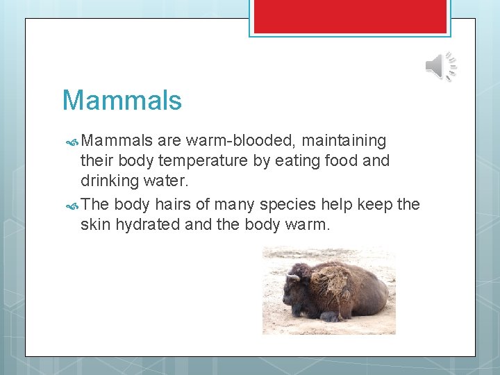 Mammals are warm-blooded, maintaining their body temperature by eating food and drinking water. The