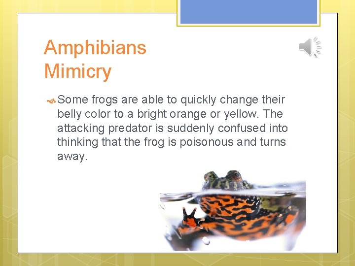 Amphibians Mimicry Some frogs are able to quickly change their belly color to a