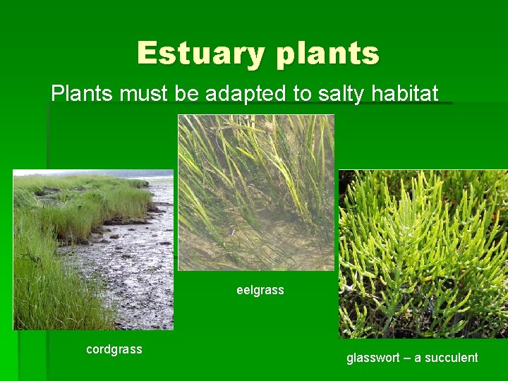 Estuary plants Plants must be adapted to salty habitat eelgrass cordgrass glasswort – a