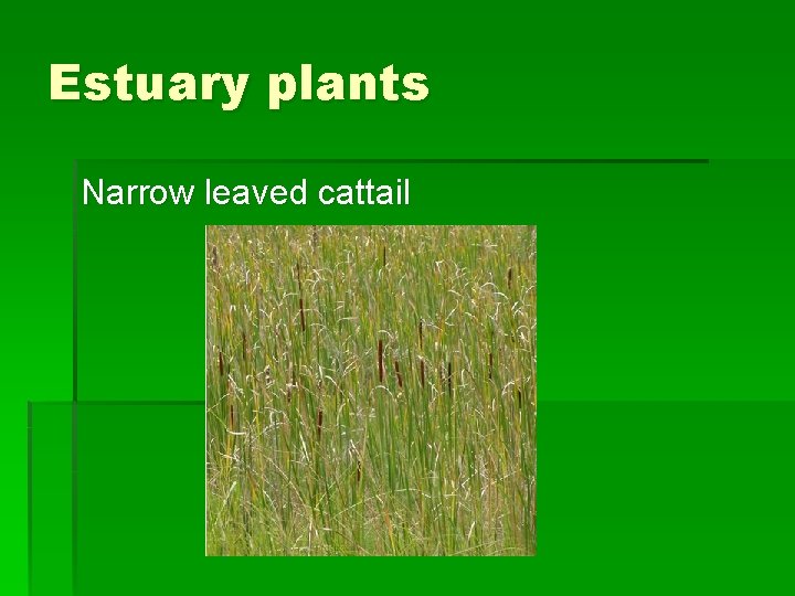 Estuary plants Narrow leaved cattail 