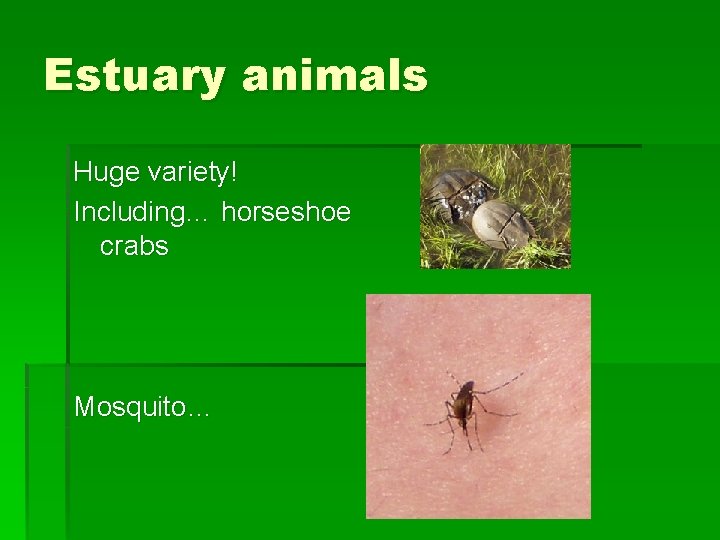 Estuary animals Huge variety! Including… horseshoe crabs Mosquito… 