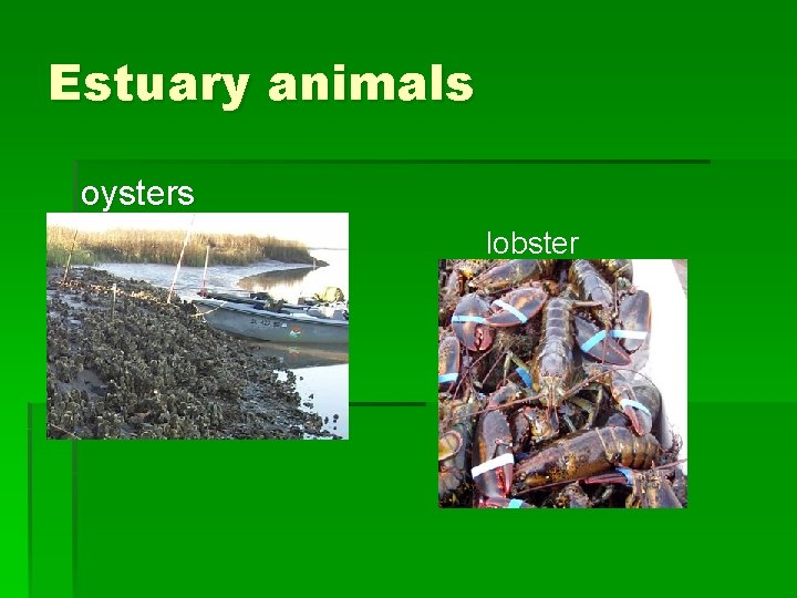 Estuary animals oysters lobster 