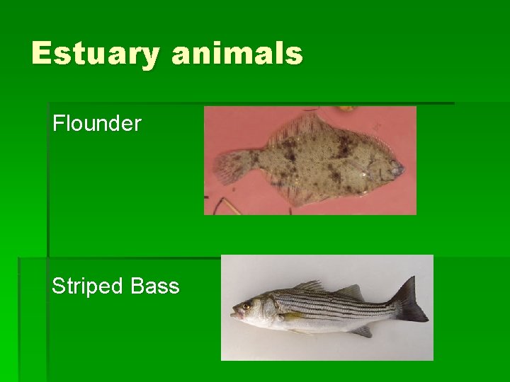 Estuary animals Flounder Striped Bass 