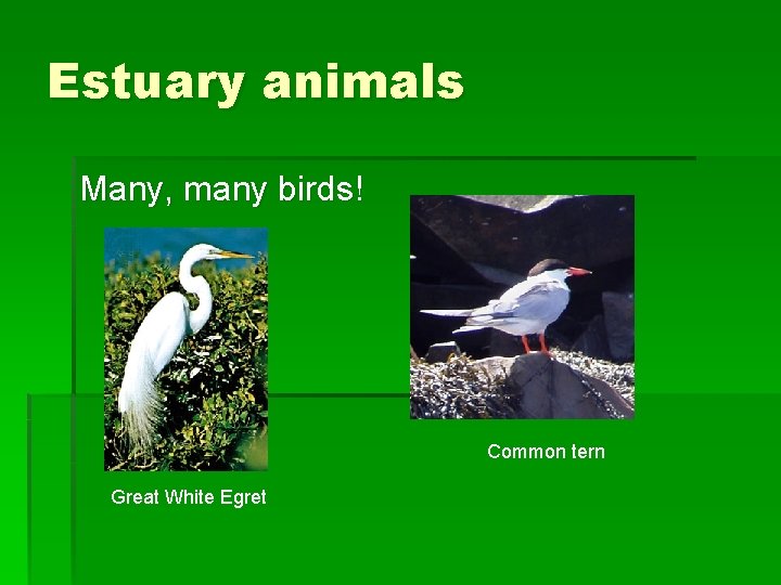 Estuary animals Many, many birds! Common tern Great White Egret 