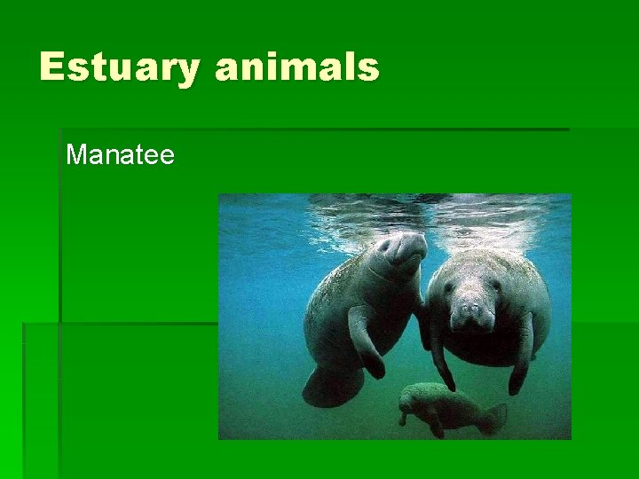 Estuary animals Manatee 