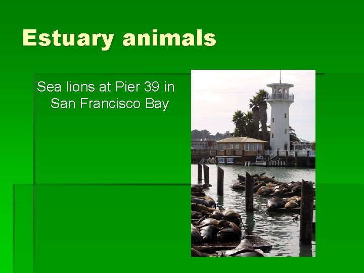 Estuary animals Sea lions at Pier 39 in San Francisco Bay 