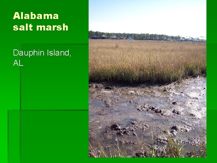 Alabama salt marsh Dauphin Island, AL 