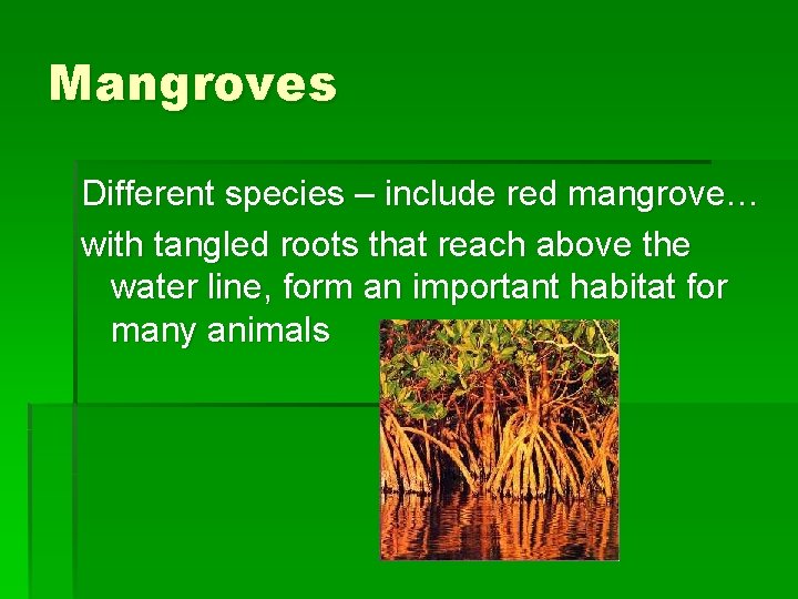 Mangroves Different species – include red mangrove… with tangled roots that reach above the