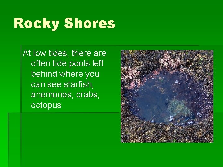 Rocky Shores At low tides, there are often tide pools left behind where you