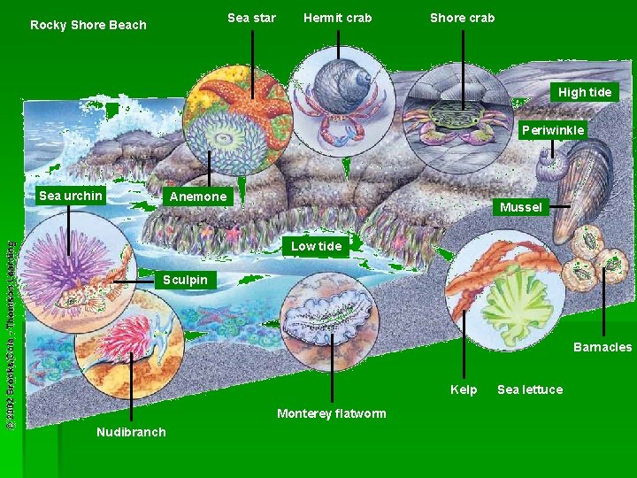 Sea star Rocky Shore Beach Hermit crab Shore crab High tide Periwinkle Sea urchin