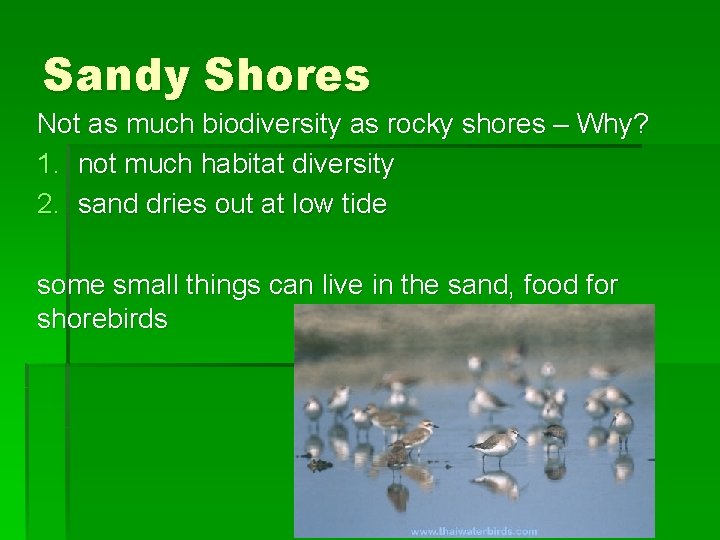 Sandy Shores Not as much biodiversity as rocky shores – Why? 1. not much