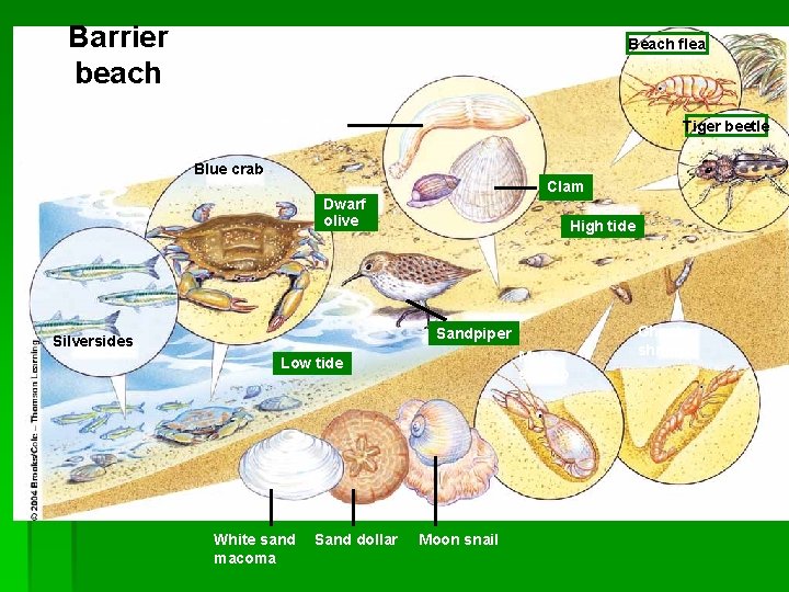 Barrier beach Beach flea Peanut worm Tiger beetle Blue crab Clam Dwarf olive High