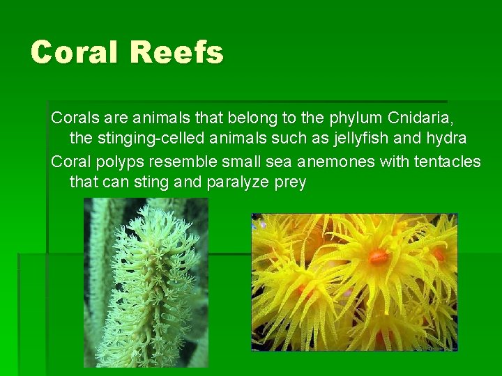 Coral Reefs Corals are animals that belong to the phylum Cnidaria, the stinging-celled animals