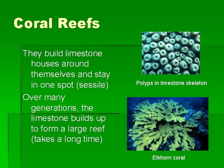 Coral Reefs They build limestone houses around themselves and stay in one spot (sessile)