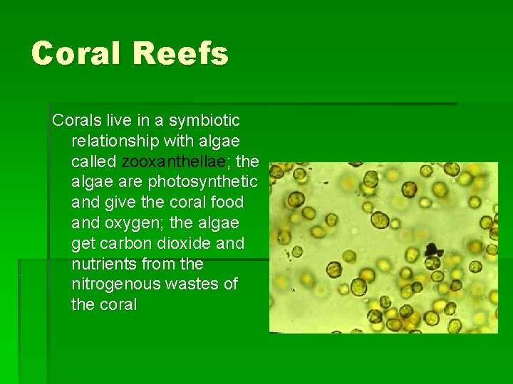Coral Reefs Corals live in a symbiotic relationship with algae called zooxanthellae; the algae