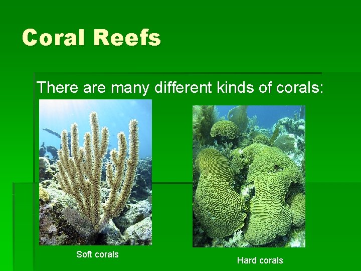 Coral Reefs There are many different kinds of corals: Soft corals Hard corals 