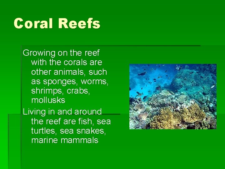 Coral Reefs Growing on the reef with the corals are other animals, such as