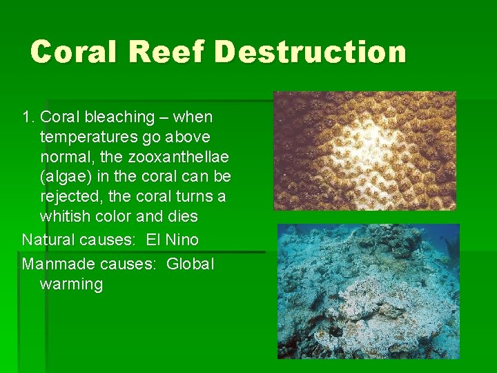 Coral Reef Destruction 1. Coral bleaching – when temperatures go above normal, the zooxanthellae