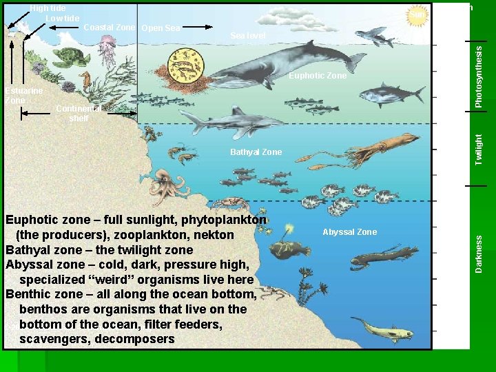 Coastal Zone Open Sea level Depth in meters 0 50 Euphotic Zone Estuarine Zone