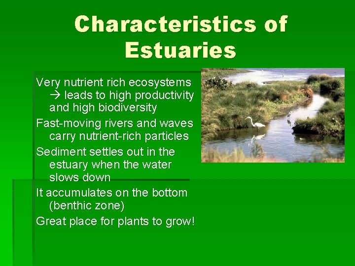 Characteristics of Estuaries Very nutrient rich ecosystems leads to high productivity and high biodiversity